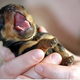 Illustration for article titled Alright, This Yawning Puppy Needs To Sleep